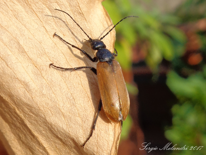 Meloidae - Euzonitis quadrimaculata